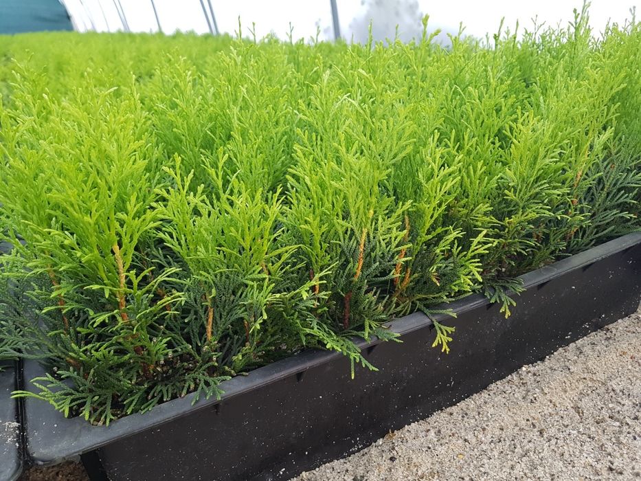 Tuja Szmaragd, Brabant sadzonki, PASZPORTY!