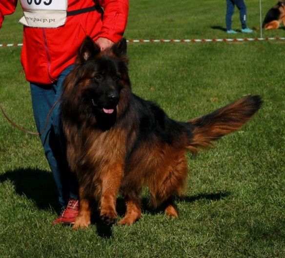 Macho para cruzar Pastor alemão de qualiade reconhecido pelo Alemanha