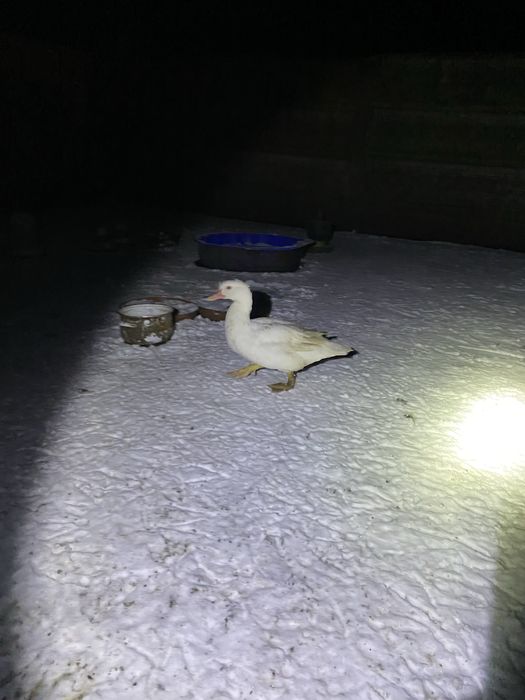 Kaczki kaczory francuskie