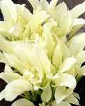 Funkia/Hosta White Father -Flora Szczecin