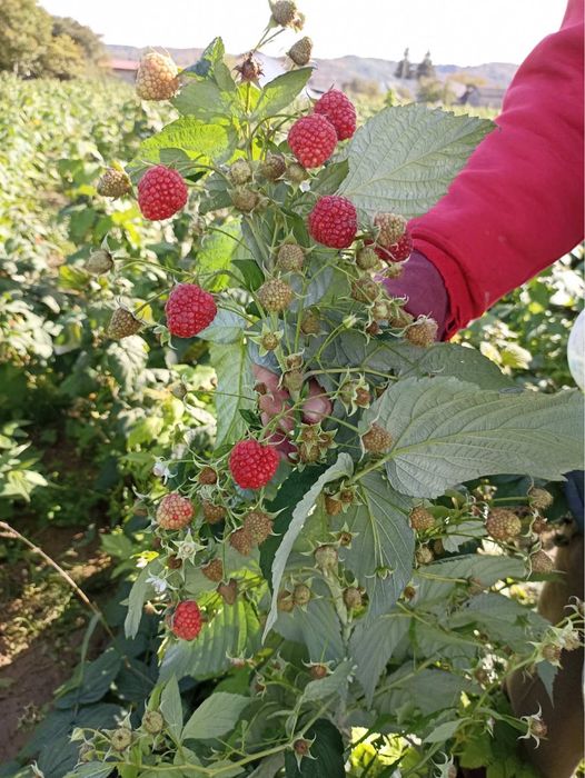 Саджанці малини Маравілла, ціна за 1 штуку