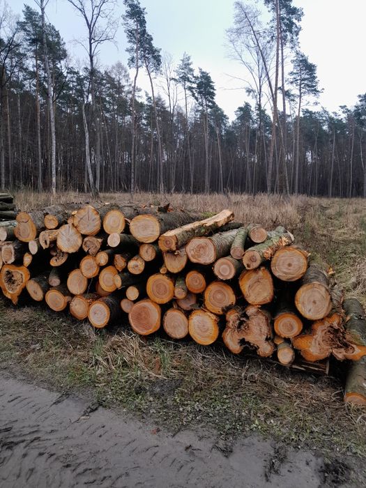 Drewno dąb sosna grab brzoza