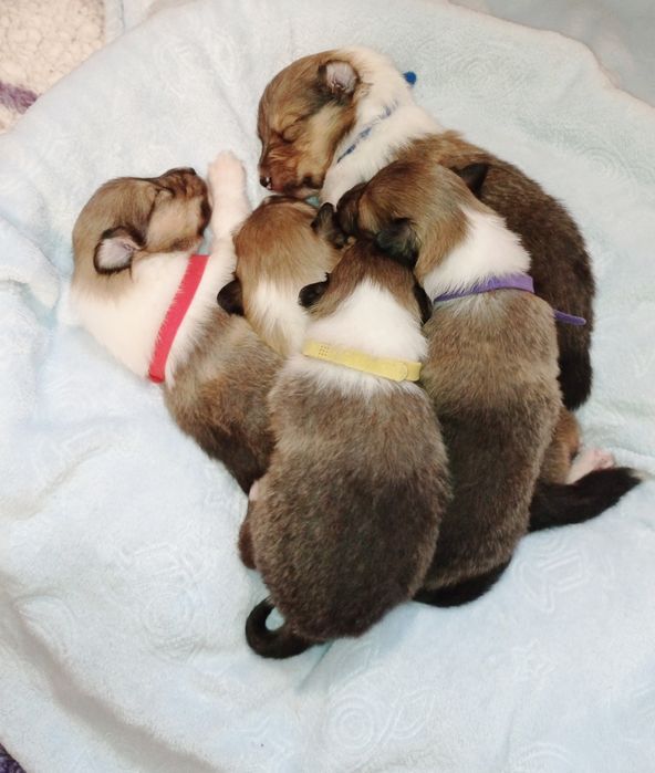 Owczarek szkocki długowłosy ZKwP FCI