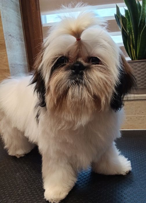 Suczka 6mies z rodowodem