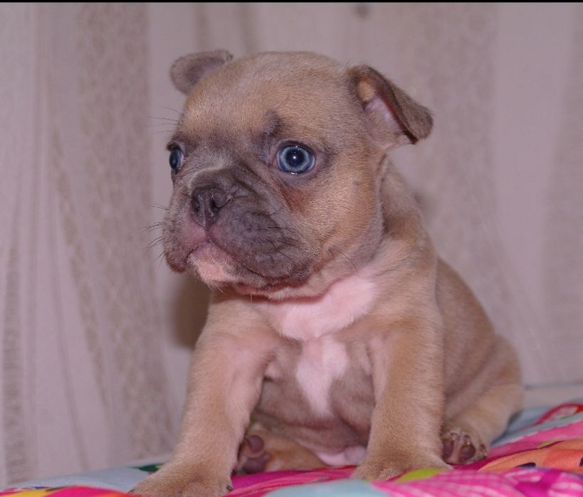 Шикарный мальчишка