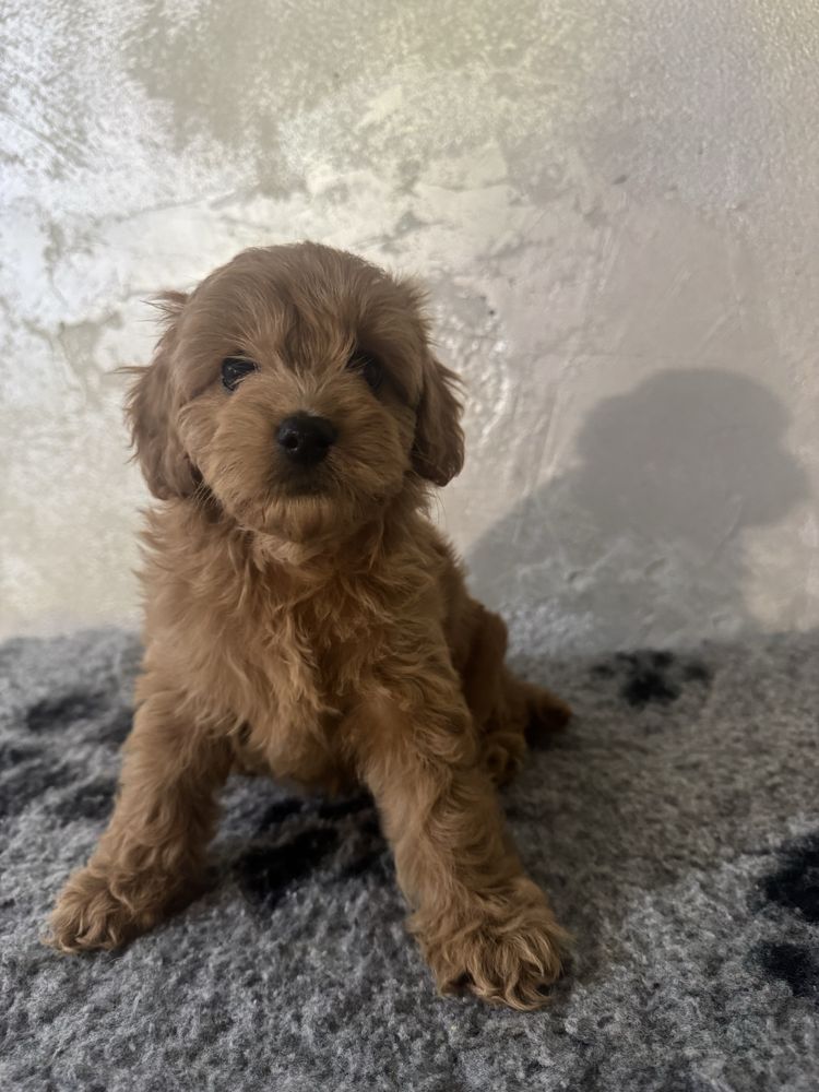 Cavapoo F1 b dziewczynka