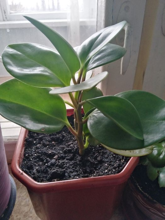 Паперомия цветок молодой