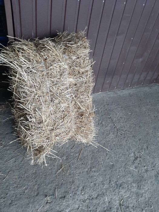 Słoma kostka pszenna