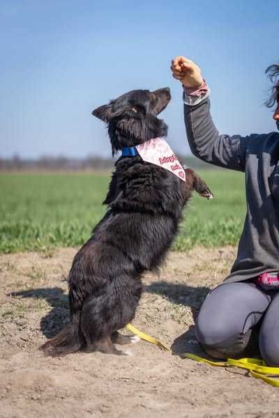 Nieduża bardzo przyjazna Neska szuka domku