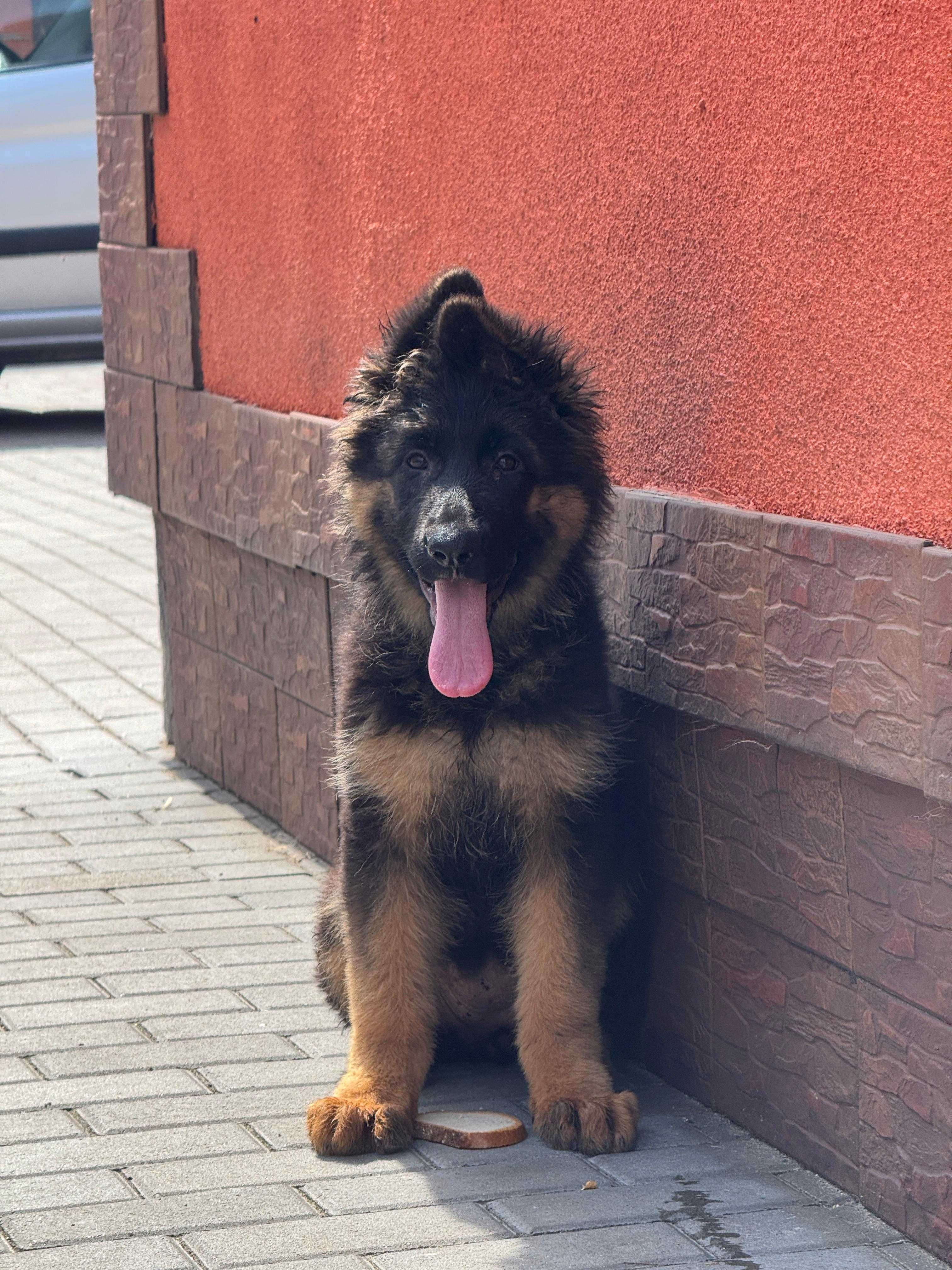 Owczarek niemiecki suczka