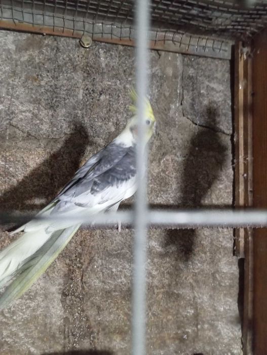 Aves Caturras  face branca