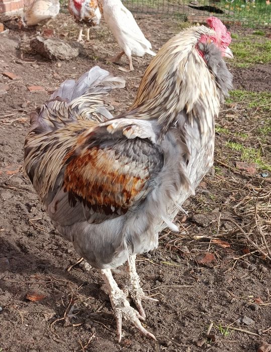 Kogut araukana, kogut gołoszyjka