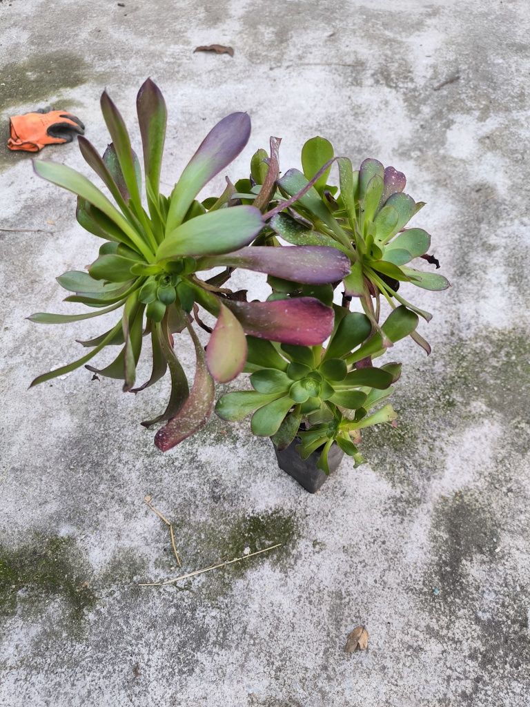 Planta suculenta