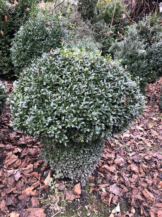 АКЦІЯ-туя Тедді, Ялівець Хіберніка, Скайрокет