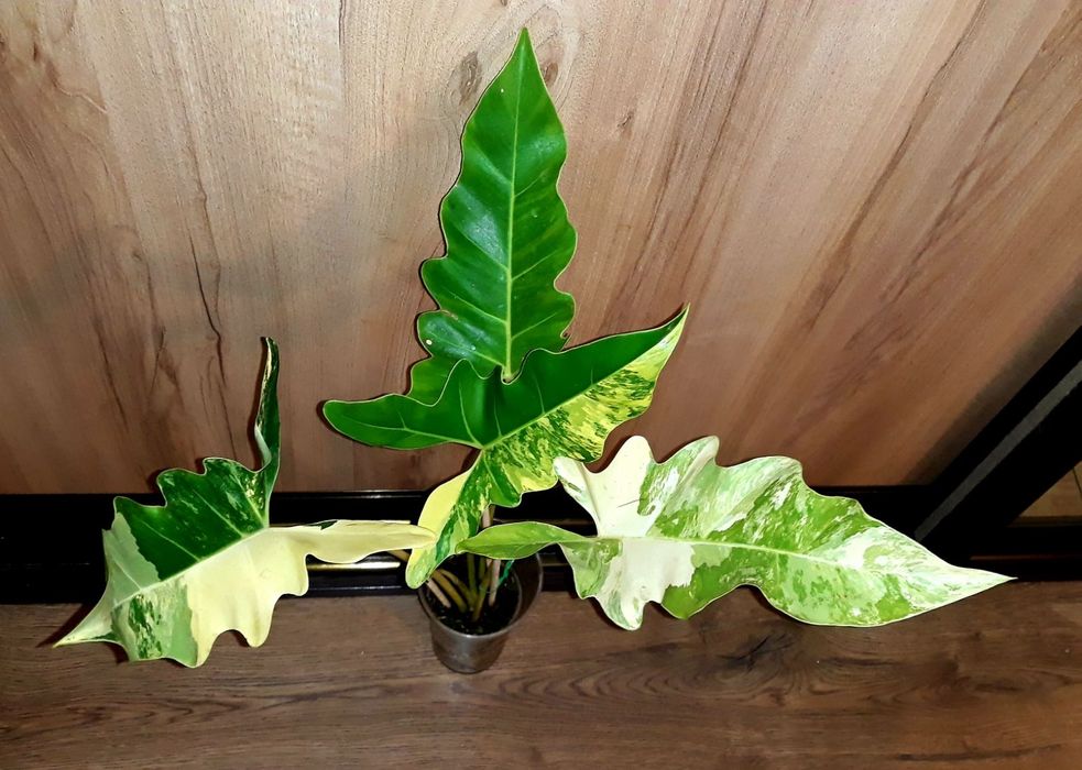 Филодендрон Philodendron Williamsii variegated Сингониум Монстера
