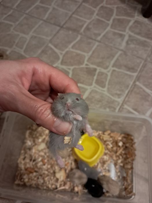 Хом'яки джунгарики