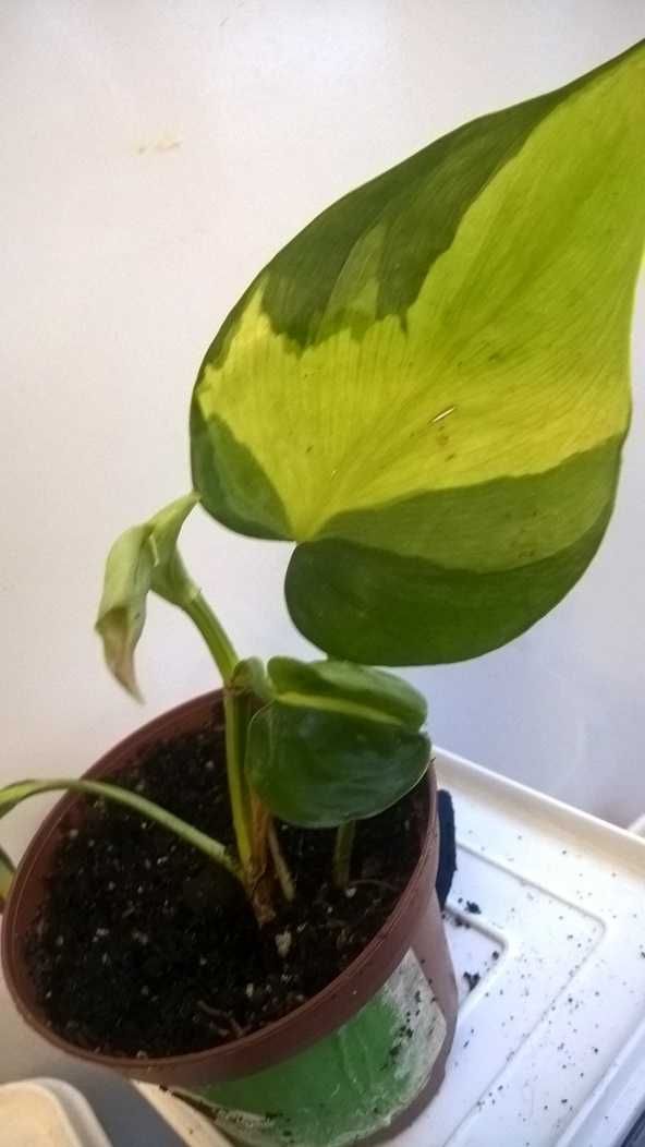 Филодендрон Сканденс Бразил Philodendron Scandens Brasil