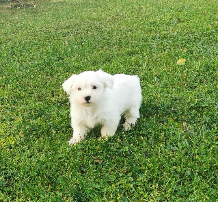 Cudowna dziewczynka rasy MALTAŃCZYK !!