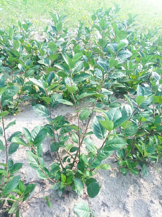 Aronia sadzonki jednoroczne i dwuletnie