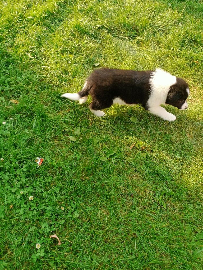 Śliczny border collie piesek