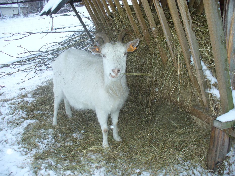 Kozie mleko,kefir,sery- bezstresowy udój ręczny