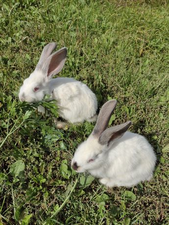 Młode króliki samce i samiczki.