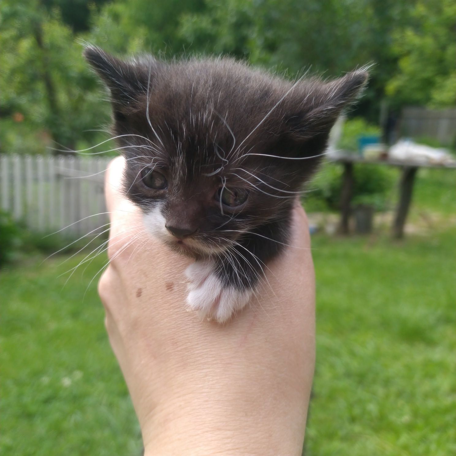 Кошенята в добрі руки, Рудий котик шукає дім ,