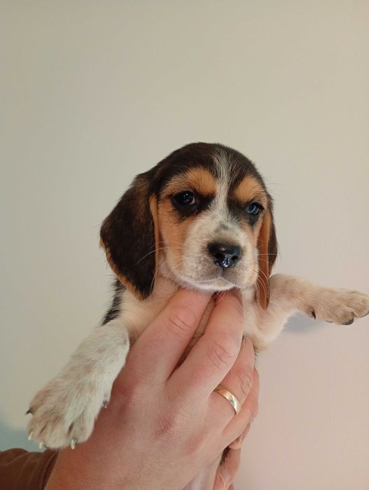 Mala beagle (Fela) szuka domu