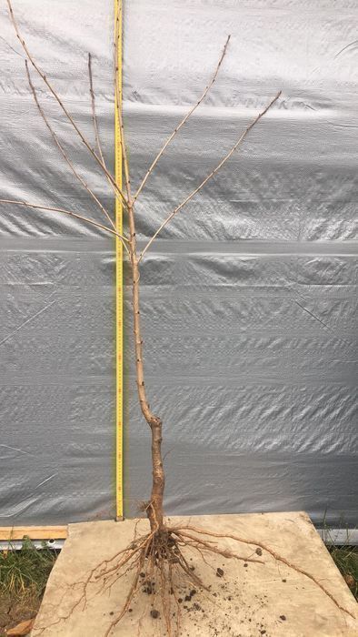 Саджанці Колоновідної Черешні/Саженцы Колоновидной Черешни