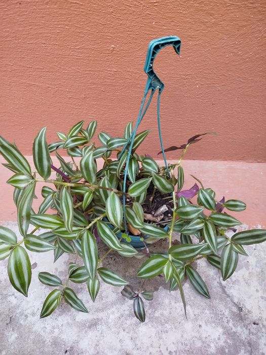 Planta natural trepadeiras Tradescantia