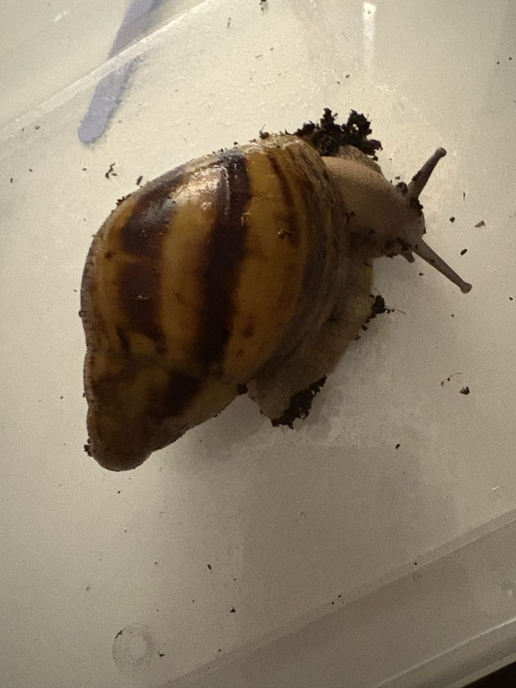 slimak afrykanski archachagina marginata ovum