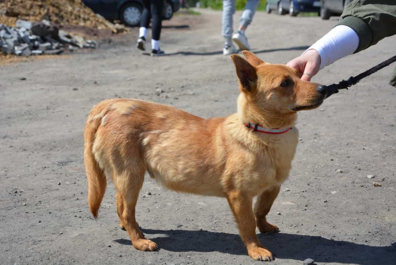 Gofer - przesłodki, roczny rudzielec czeka na dom! :)