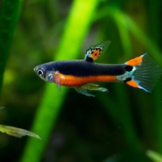 Endler Santa Maria