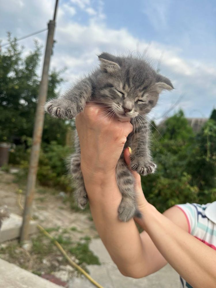 Віддам у добрі руки кошенят
