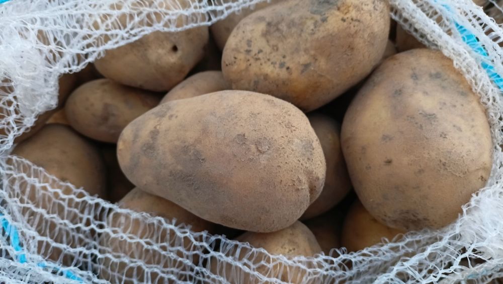 Ziemniak irga,catania, irys  Ricardo