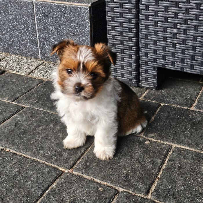 Szczeniaczek piesek york terrier