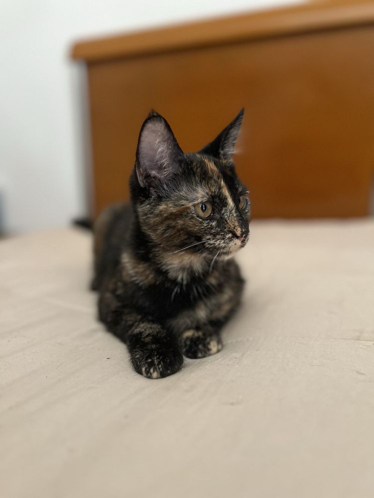 Gatinhas para adoção responsavel