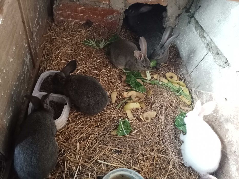 Coelhos porte grande