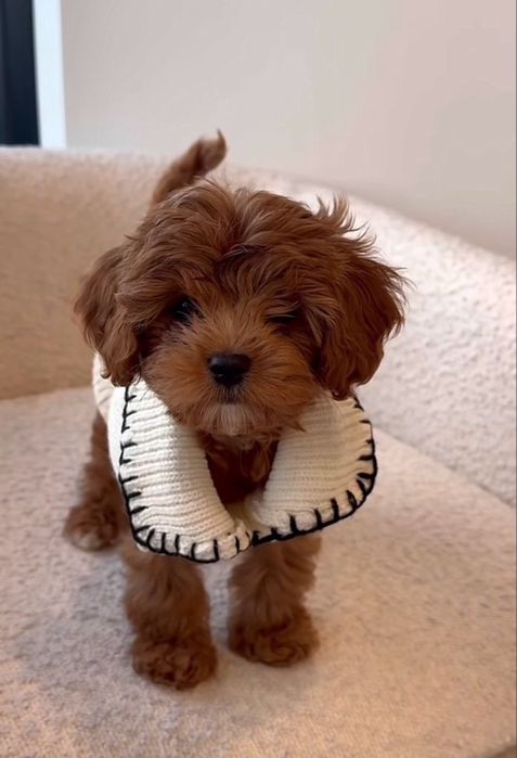 Мальтипу супер міні щенята на бронювання