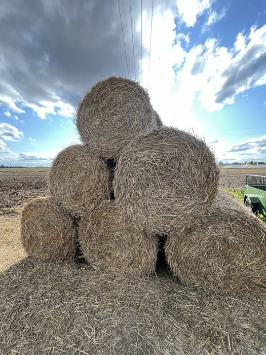 Słoma w belach 120cm