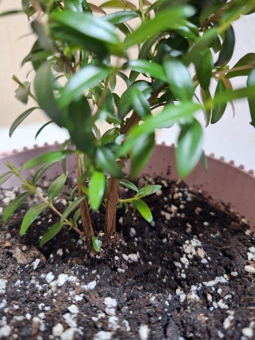 Продам Мирт, підліток, доглянута домашня рослина