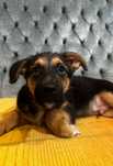 Kai do adopcji radosny uroczy