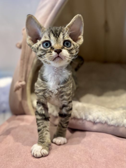 Pregowany devon rex z bielą