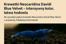 Krewetki blue velvet neocaridina