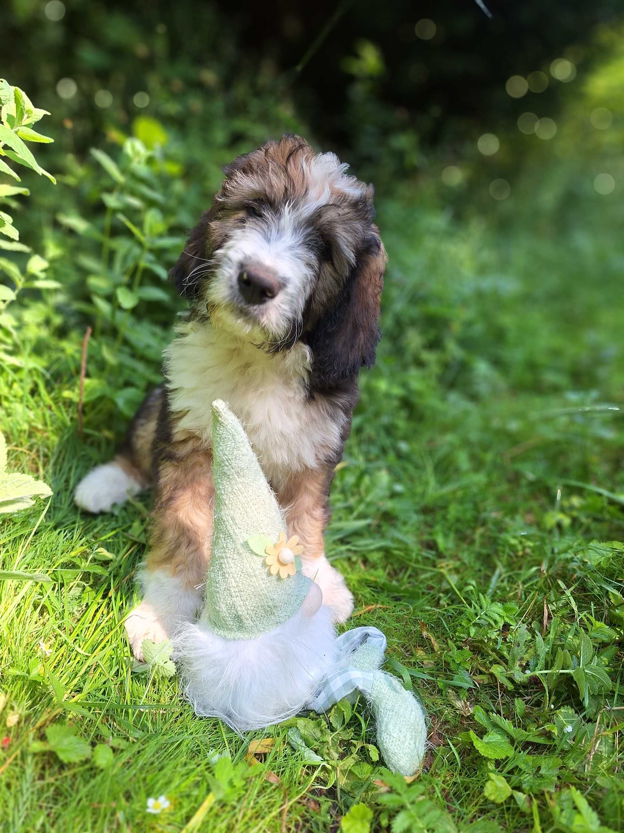 Bernedoodle Standard, Samiec, numer 1 z miotu