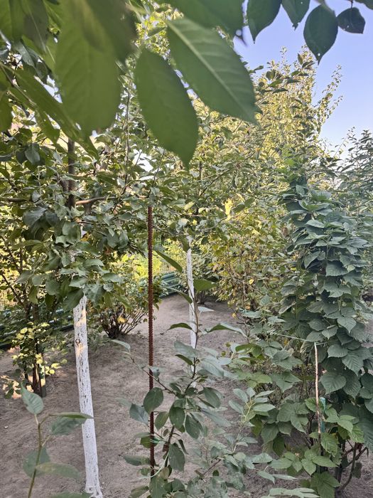 Продам частину будинку на Заріччі на два входи