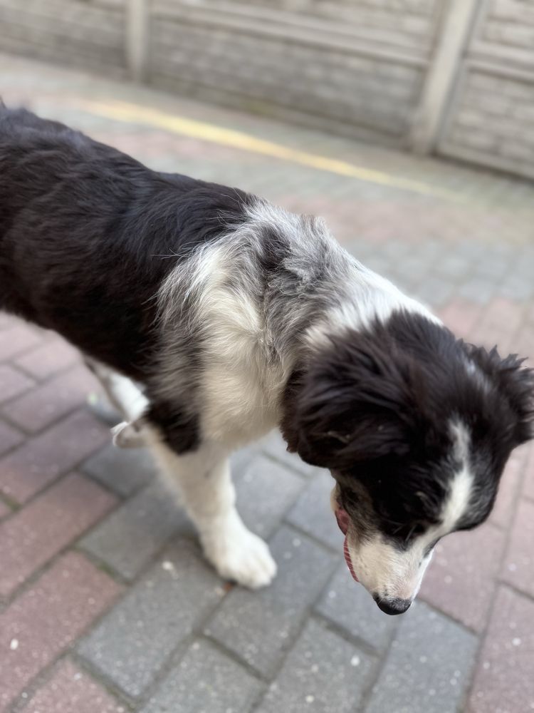 Border Collie pies
