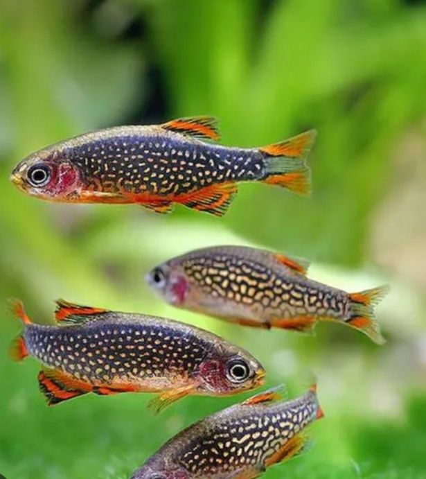 Rasbora galaxy (microrasbora Galaxy)