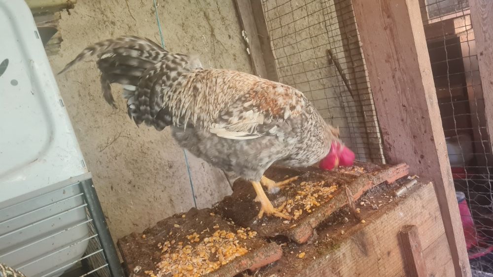 Galo Cream Legbar puro