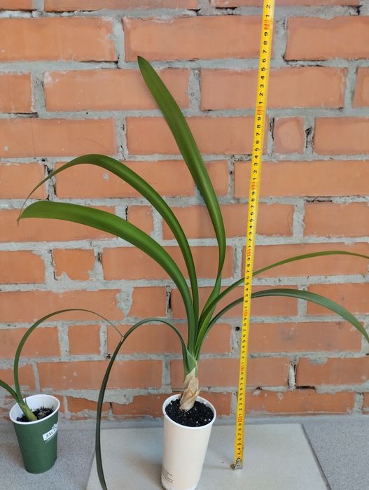 клівія кіноварна кливия комнатная лилия